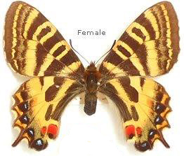 LUEHDORFIA PUZILOI (ABERRANT ) (Internet Image property of respective owner, non-commercial use only)